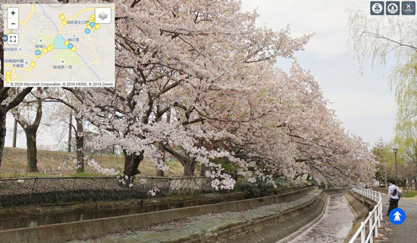 結城市の水辺公園の桜VRツアー