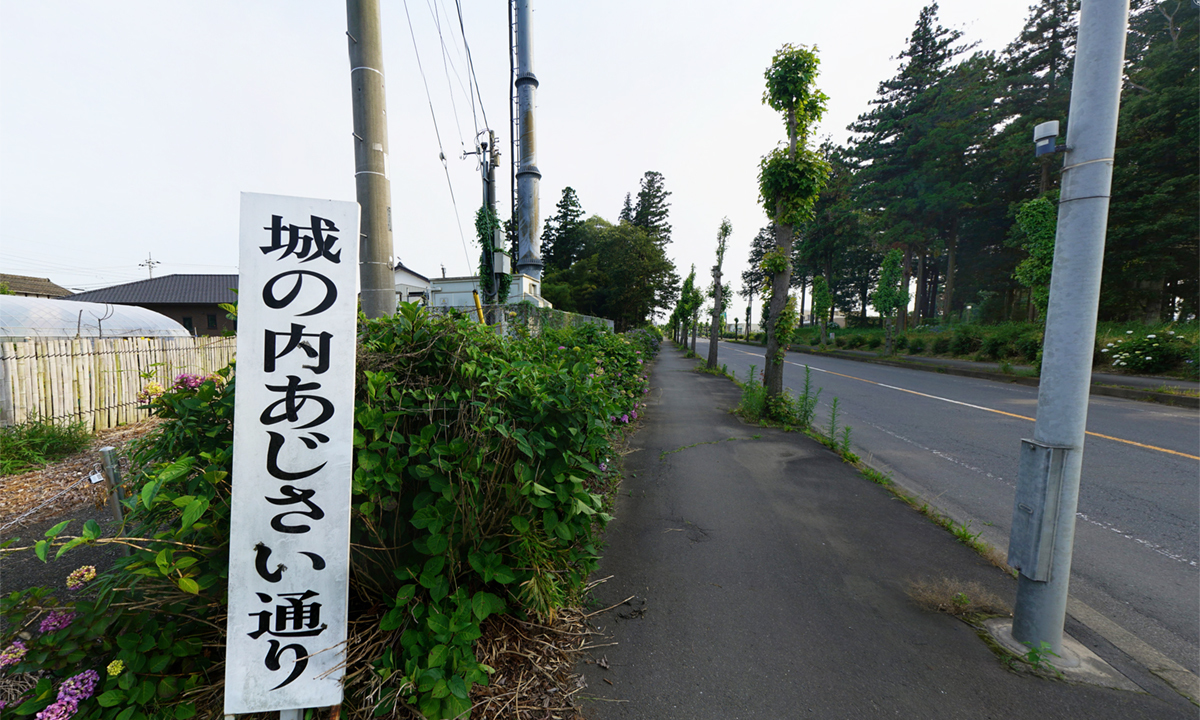 結城市の城の内あじさい通りの北側の紫陽花