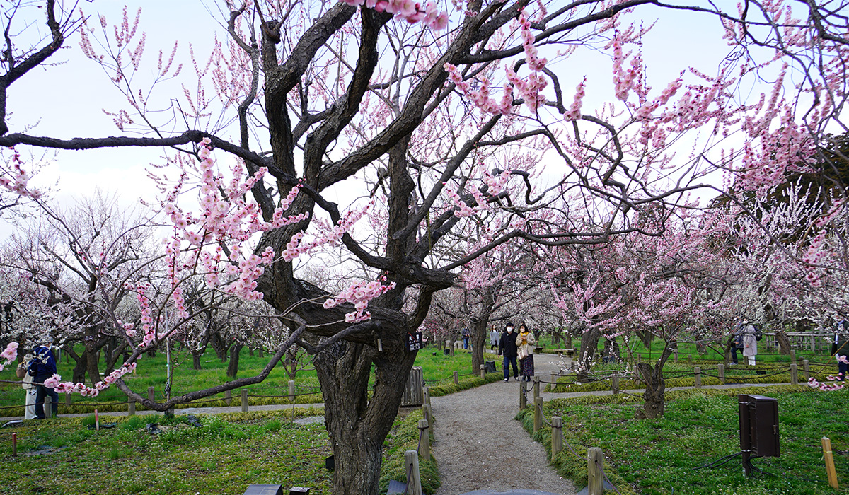 水戸市の偕楽園・東西梅林の開花状況１