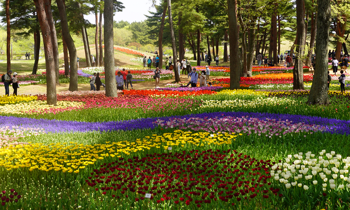 ひたち海浜公園のたまごの森のチューリップ畑の景観