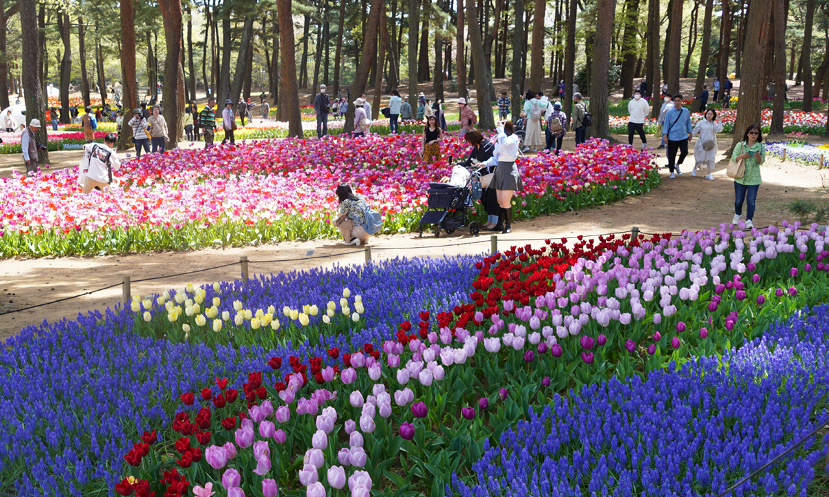 ひたち海浜公園のたまごの森の林間チューリップの景観