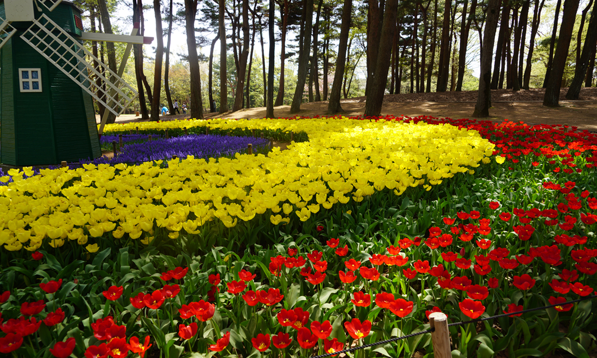 ひたち海浜公園のたまごの森の円形チューリップ花壇