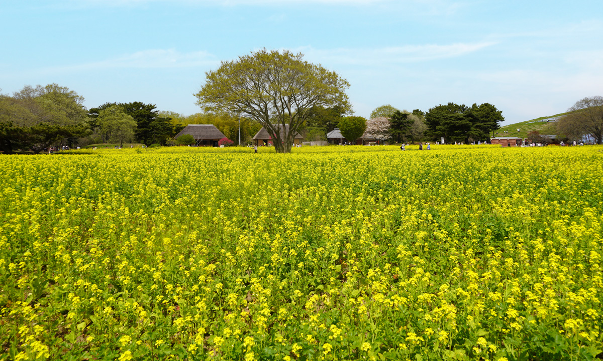 ひたち海浜公園の菜の花畑景観