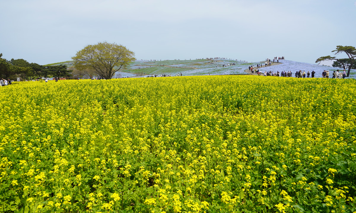 ひたち海浜公園の菜の花畑と見晴しの丘