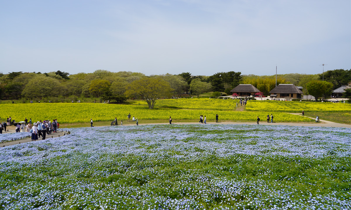 ひたち海浜公園のネモヒラと菜の花畑