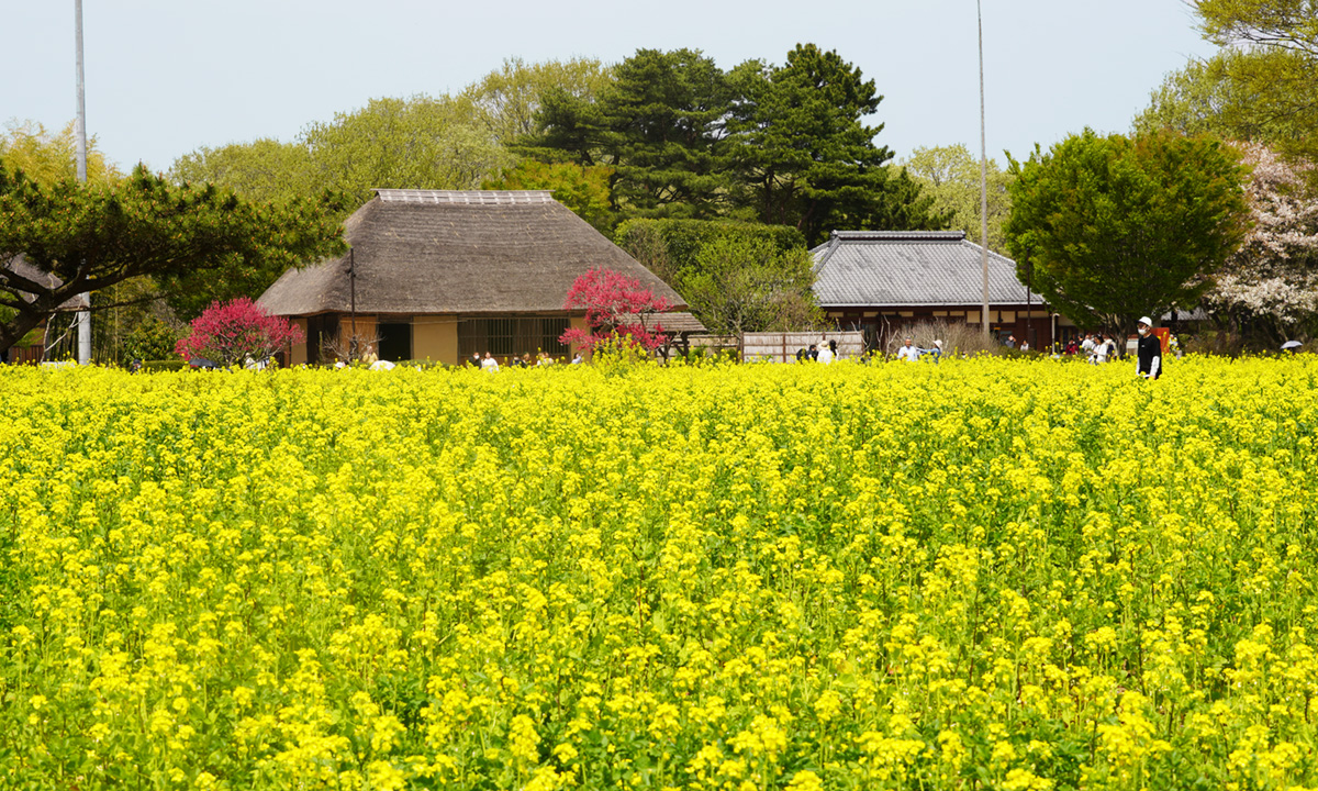 ひたち海浜公園の菜の花畑と古民家