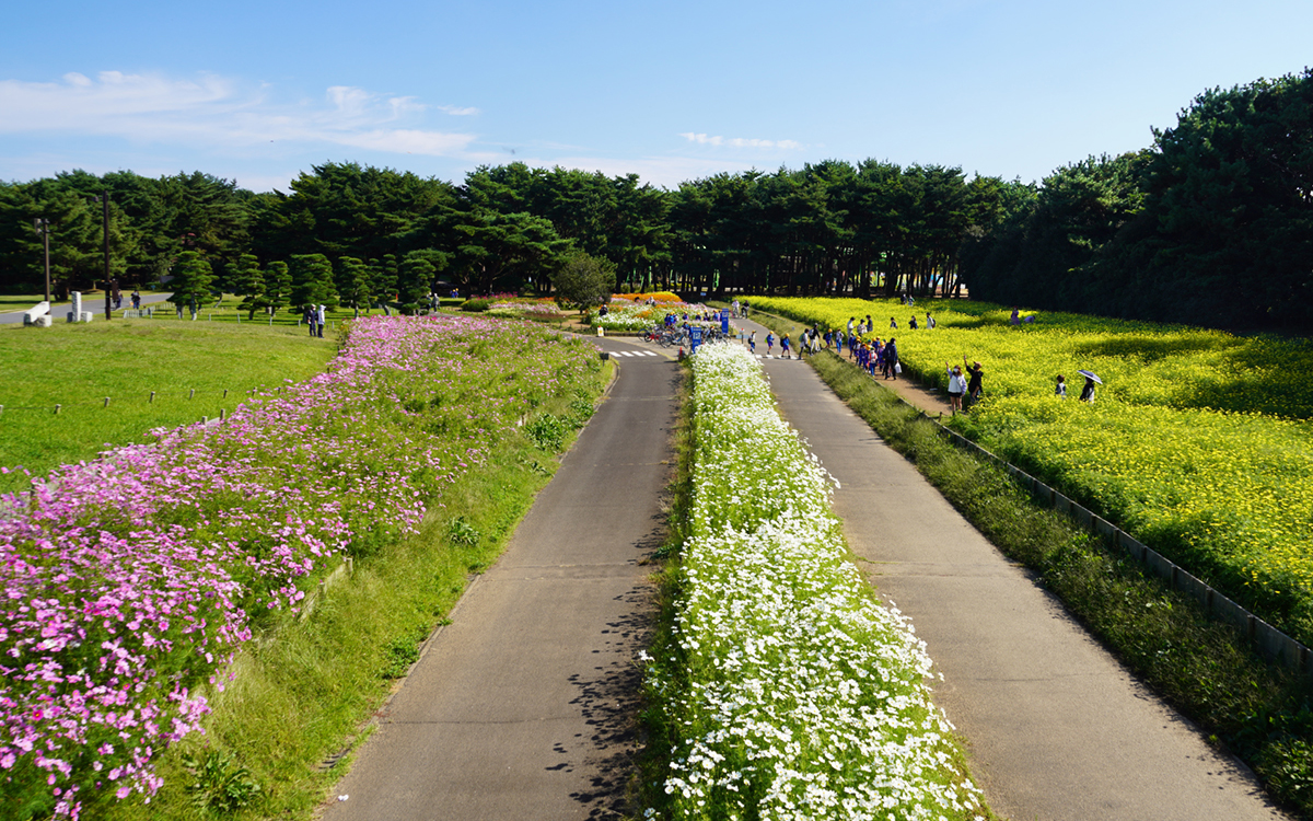 ひたち海浜公園の大草原フラワーガーデンのコスモス畑