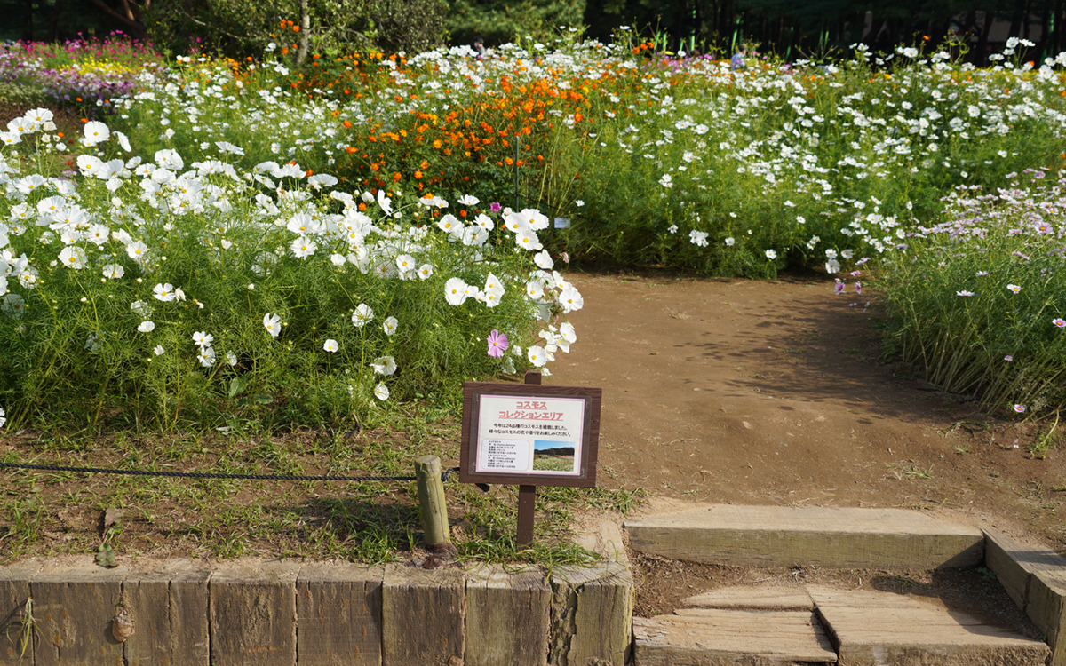 ひたち海浜公園の大草原フラワーガーデンのコスモスセレクションエリア