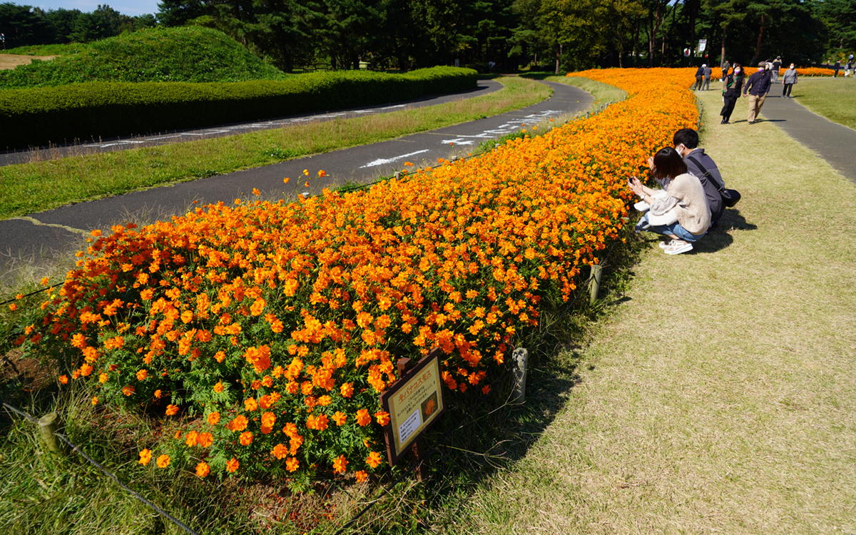 ひたち海浜公園の大草原西側花畑のキバナコスモス畑