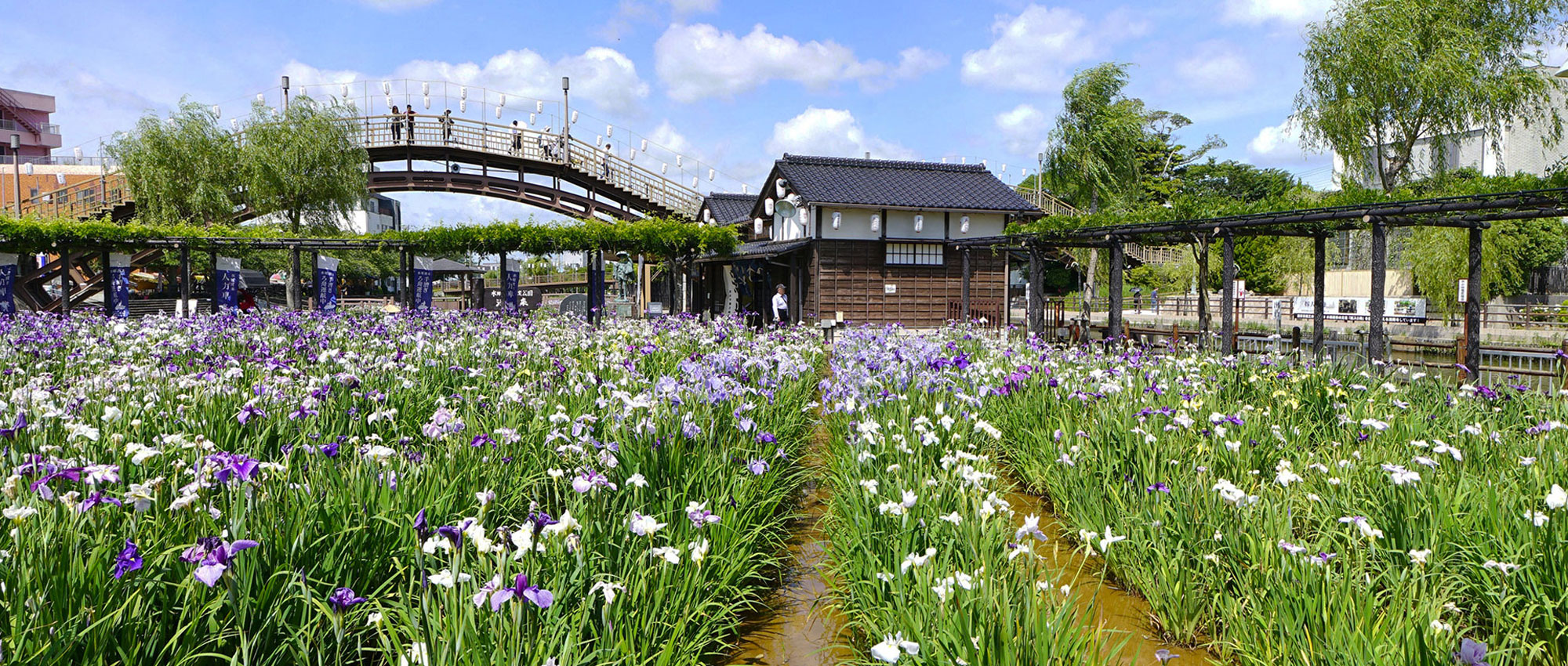 茨城県のおすすめ観光スポットの水郷潮来あやめ園の360°VRツアー