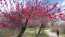 茨城県古河市の桃まつりの桃の花