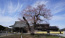 茨城県坂東市の歓喜寺の江戸彼岸桜取材写真