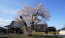 坂東市の歓喜寺の2022年3月27日のしだれ桜満開写真