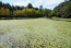 水戸市植物公園の小池のアサザ風景