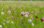 茨城県のコスモス畑