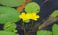 茨城県の公園・池のアサザの花