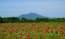  茨城県下妻市の小貝川ふれあい公園のポピー畑の開花の様子