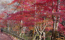茨城県の紅葉名所の高萩市の花貫渓谷の紅葉景観