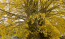 茨城県のイチョウの黄葉の様子