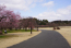 偕楽園拡張部の窈窕梅林付近の紅梅の開花状況写真