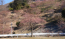 茨城県桜川市の雨引観音の河津桜の開花の様子