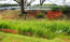 牛久市観光アヤメ園の西側道路斜面の彼岸花の開花の様子