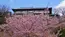 桜川市の天引観音南側斜面の河津桜の満開の様子写真