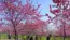 茨城県古河市の桃まつりの花桃の開花の写真