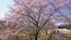 茨城県守谷市の守谷城址公園の北側の河津桜の開花の様子