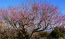 茨城県かすみがうら市の紅梅の開花の状況