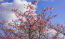 いばらきフラワーパークの満開の河津桜