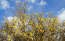 茨城県土浦市の渡辺蝋梅園の蝋梅の花の開花状況