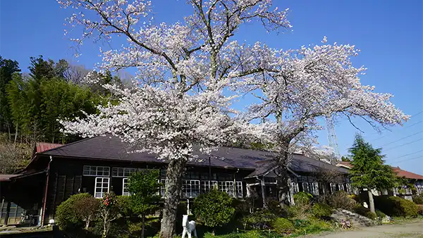 Cherry blossoms at the Former Uwaoka Elementary School in Daigo Town