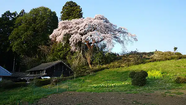 Scenery photo of the weeping cherry blossoms in bloom at Aikawa 321, Daigo Town
