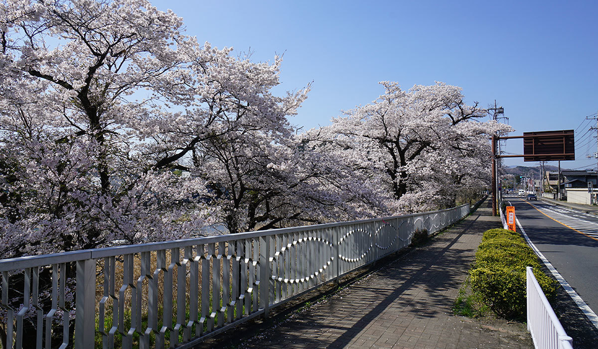 Scenic photo of cherry blossom trees in bloom along National Route 118 by the Kuji River