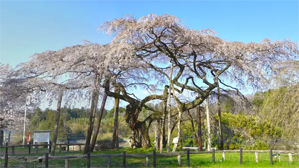 Blooming scenery photos of Jizo Cherry Blossom Tree in Koshōze, Daigo Town and VR tour link