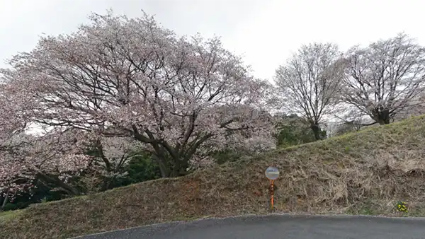 Flowering scenery of mountain cherry blossoms at Kutsukake Pass in Daigo Town and VR tour link