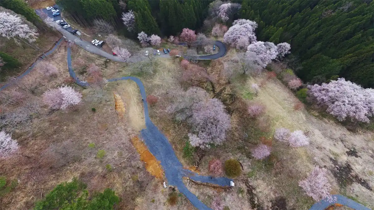 大子町の沓掛峠の山桜斜面中央の空撮景観とVRツアーのリンク