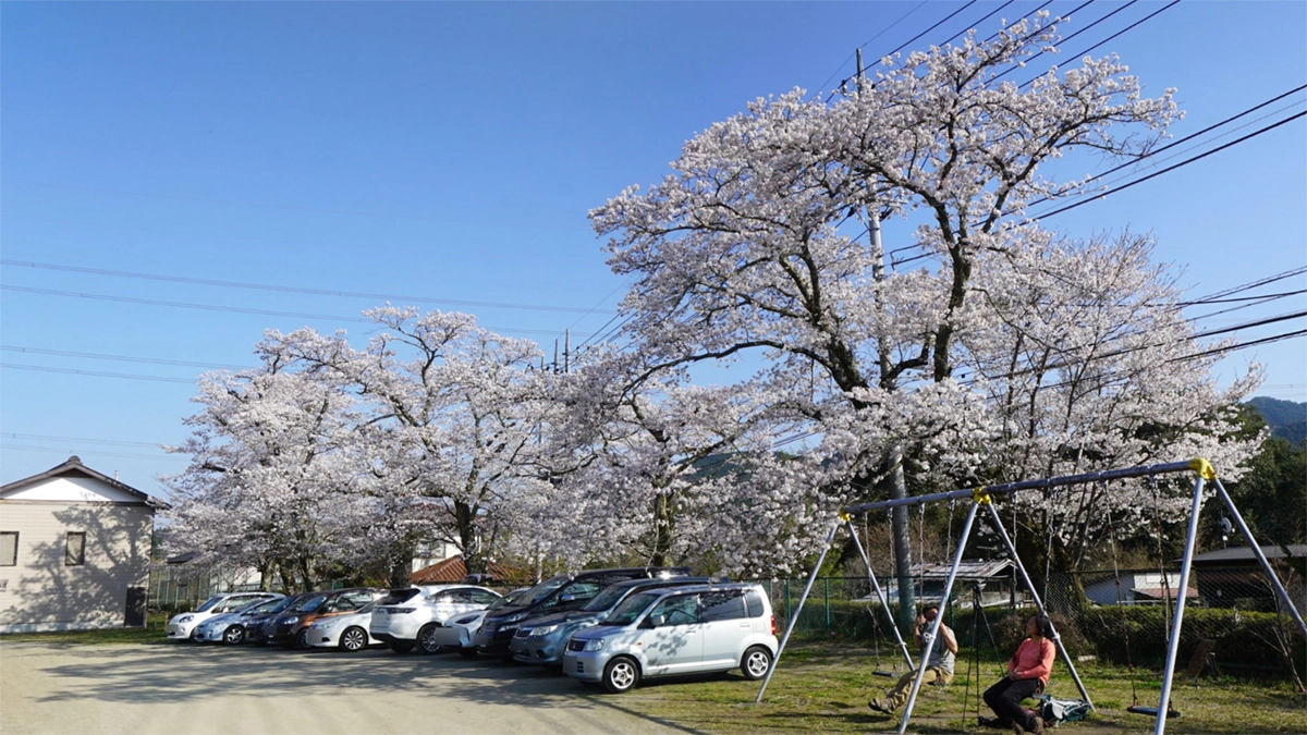 旧上岡小学校の校庭南側の桜開花景観写真とVRツアーリンク