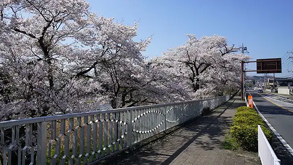 Photos of the blooming cherry blossom trees along the Kuji River in Ikeda, Daigo Town and VR tour link