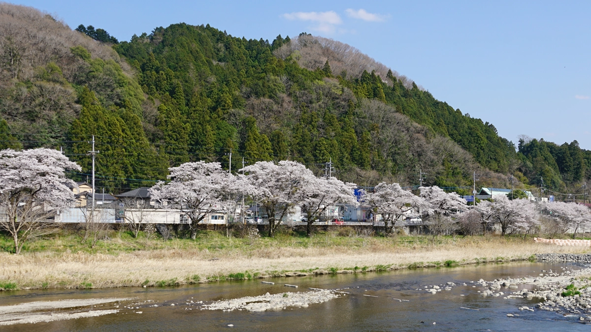 大子町池田の久慈川対岸からの桜並木の開花景観写真