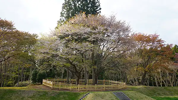 大子町の奥久慈憩いの森の昭和天皇お手植えの山桜の景観写真とVRツアーのリンク
