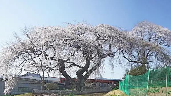 Photos of the blooming weeping cherry blossoms scenery at Kamioka, Daigo Town, and VR tour link