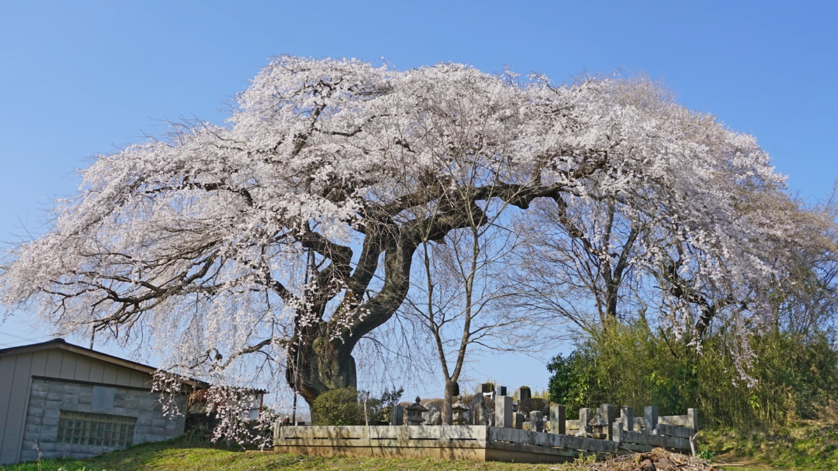 上岡のしだれ桜の南東側からの開花景観写真とVRツアーリンク