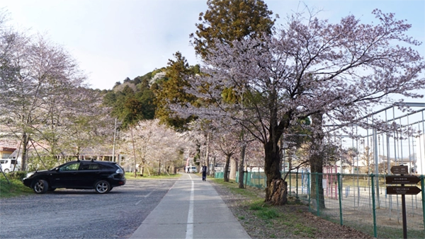 大子町の十二所神社の参道の桜並木の開花景観写真とVRツアーのリンク