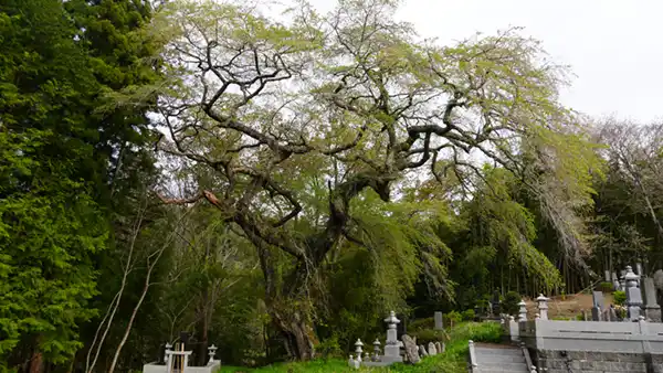 Landscape photos and VR scene display of the weeping cherry blossoms at 1645 Aikawa, Daigo Town