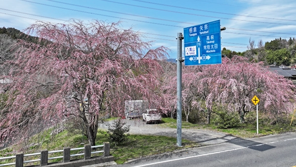 Link to the blooming scenery of the weeping cherry blossoms at Mannen Bridge in Shimonomiya, Daigo Town, and the VR tour.