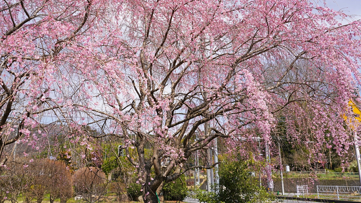 大子町下野宮の万年橋のしだれ桜の敷地内開花景観とVRツアーのリンク