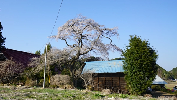 Scenery photo of the blooming weeping cherry tree from the western path at Aikawa 1156, Daigo Town