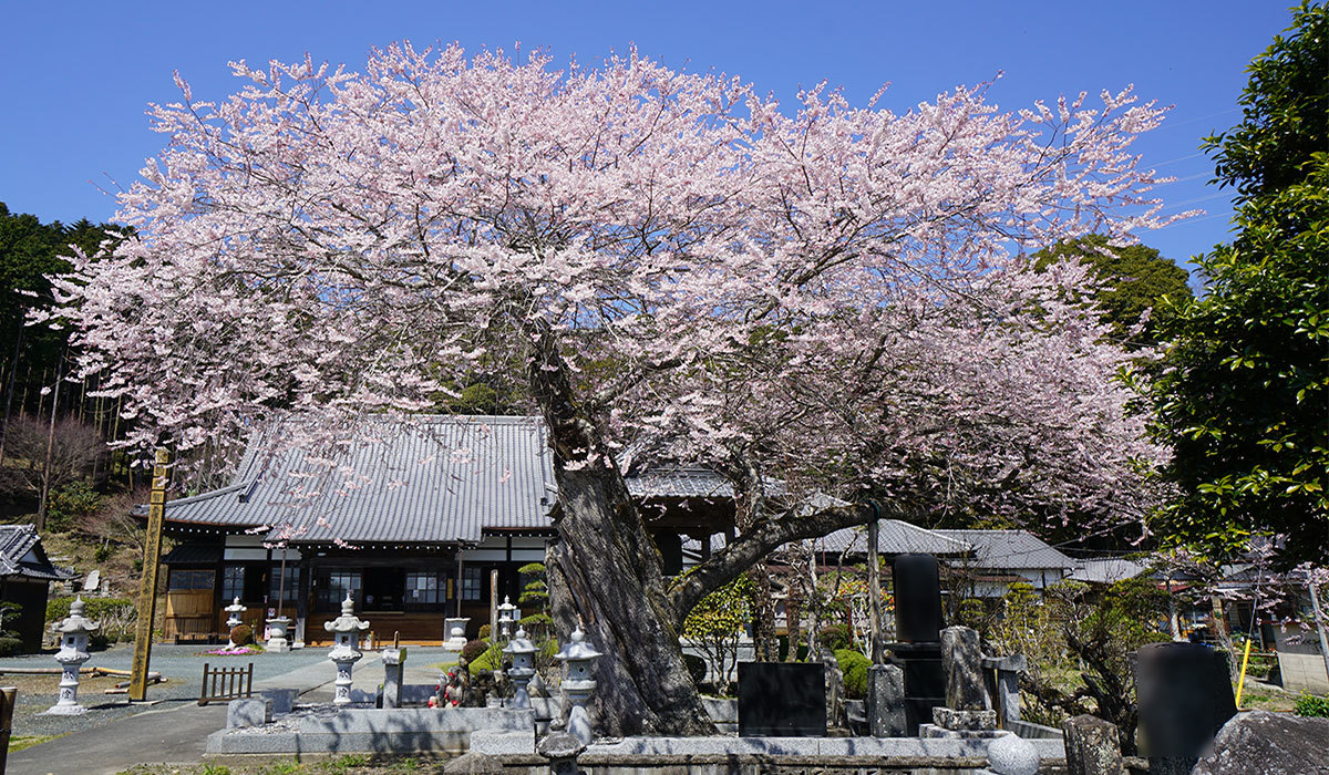 北茨城市の東漸寺観光VRツアー